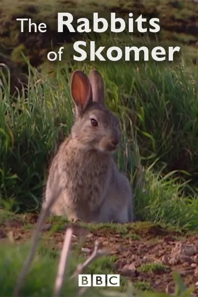 The Rabbits of Skomer