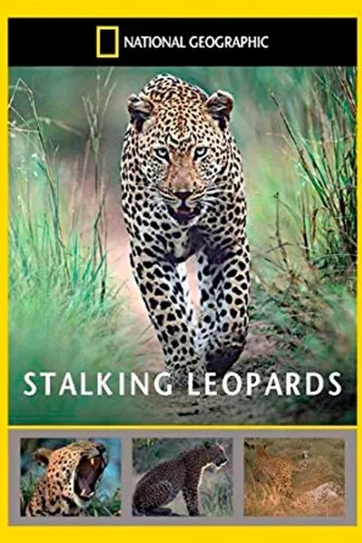 Stalking Leopards