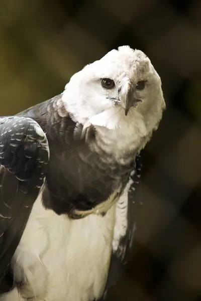 The Monkey-Eating Eagle of the Orinoco