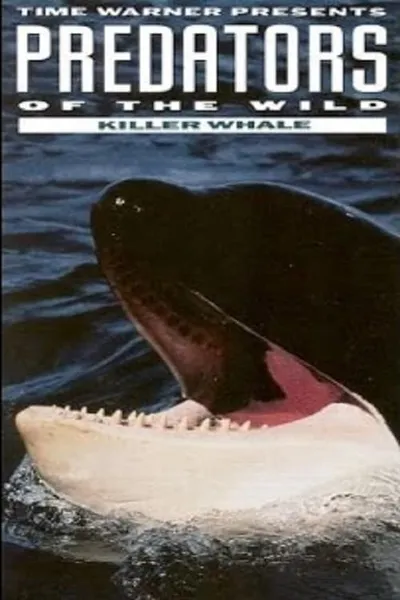 Predators of the Wild: Killer Whale