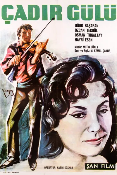 Çadır Gülü