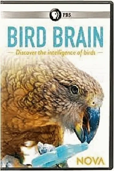 NOVA: Bird Brain