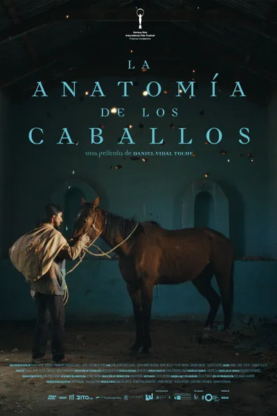 The Anatomy of the Horses