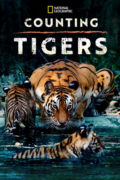 Counting Tigers