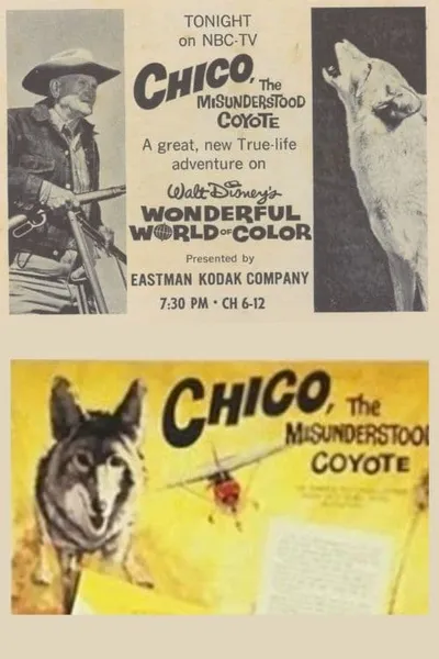 Chico, the Misunderstood Coyote