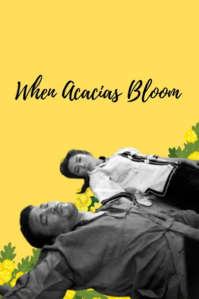 When Acacias Bloom