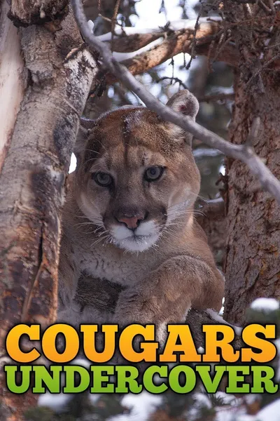 Cougars Undercover