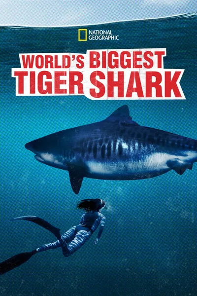 World's Biggest Tiger Shark