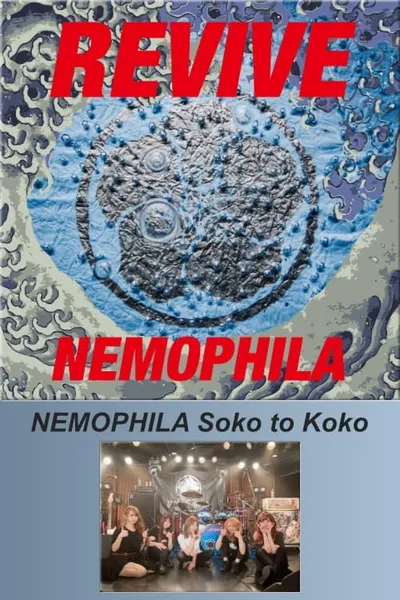 NEMOPHILA Soko to Koko