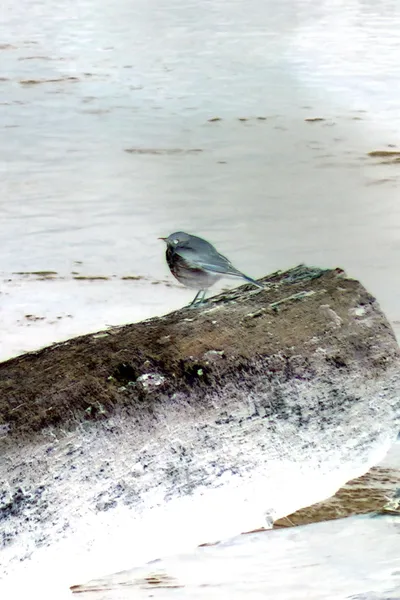 Hermit Thrush