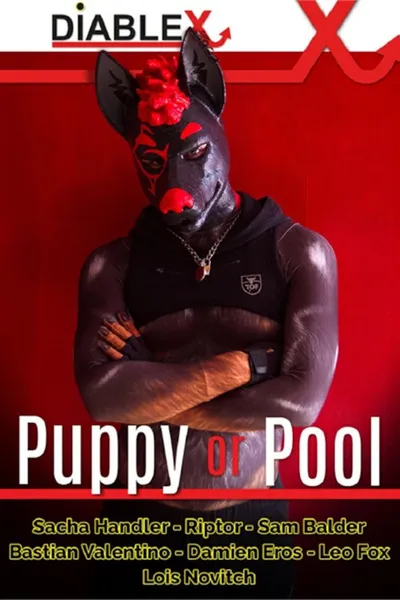 Puppy or Pool