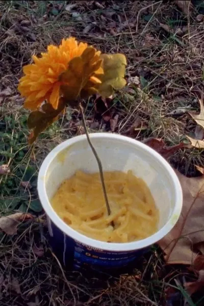Macaroni Serenade