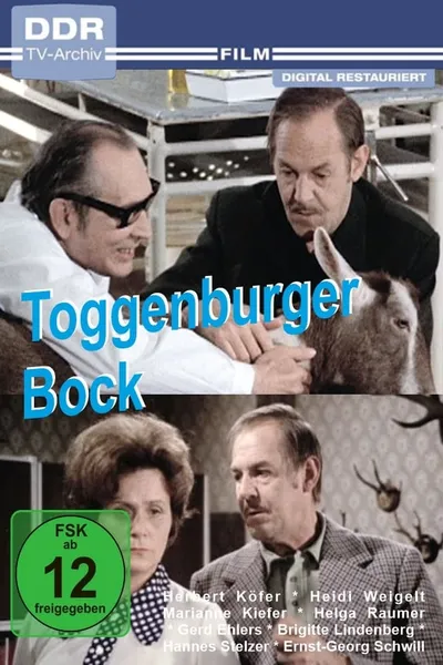 Toggenburger Bock