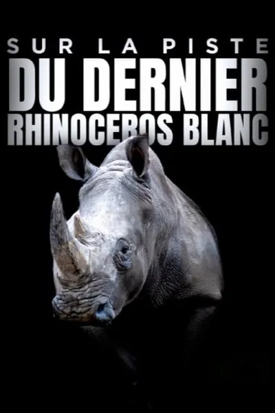 Sur la piste du dernier rhinocéros blanc