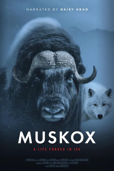 Muskox