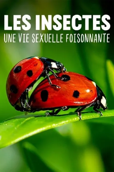 Les insectes, une vie sexuelle foisonnante