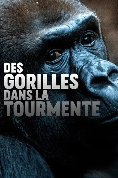 Gorillas unter Stress