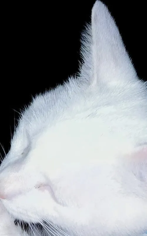 Snowbell The Cat