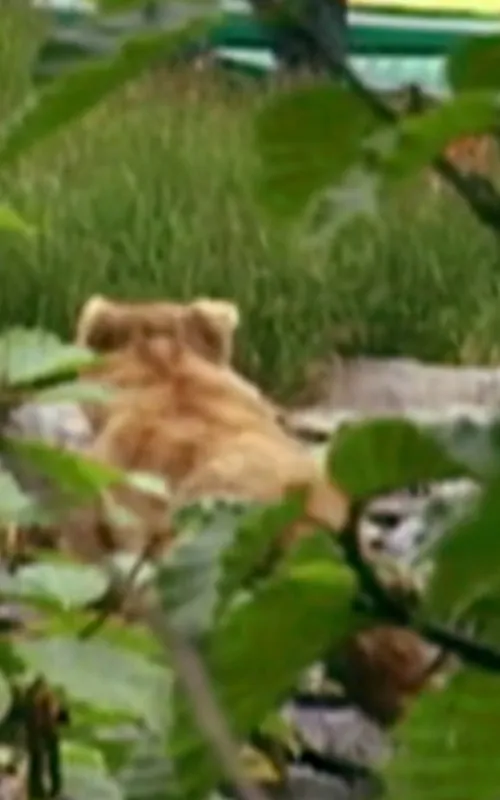 Quincy the Bear