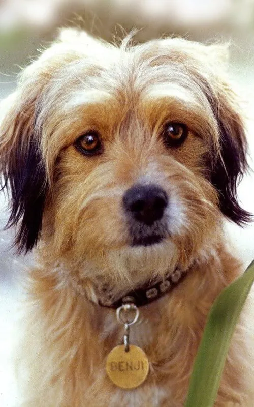 Benjean