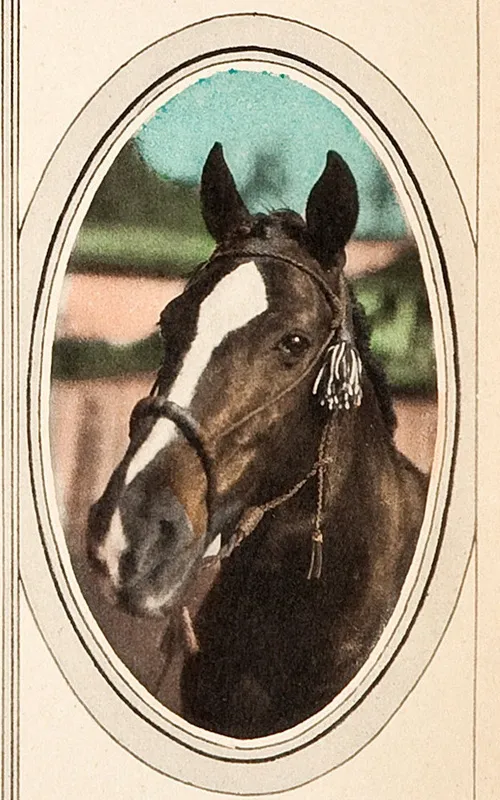 Tony the Horse