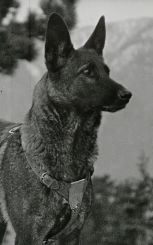Klondike the Dog