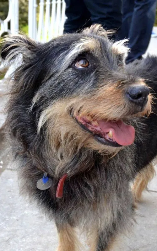 Taz Bear