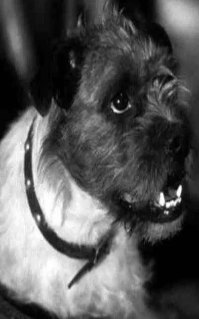 Zero the Dog