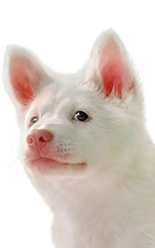 Kori