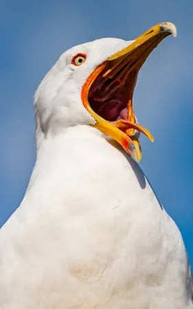 Mouette