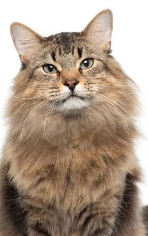 Tonic the Cat