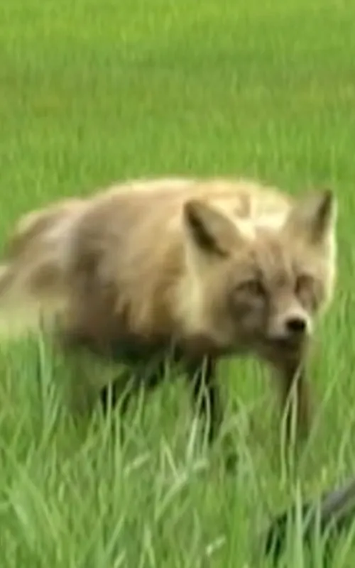 Spirit the Fox