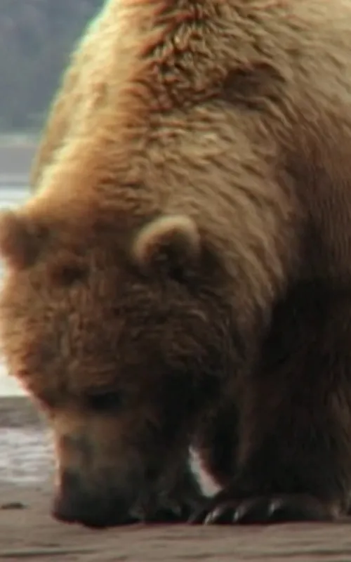 Saturn the Bear