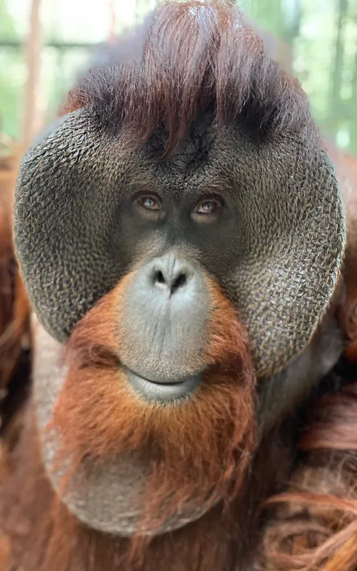 Sam the Orangutan