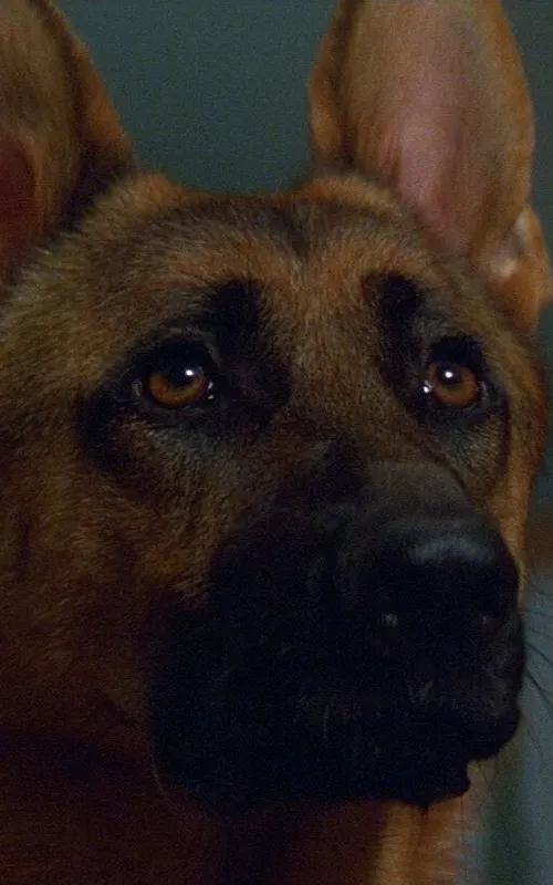 Primo the Dog