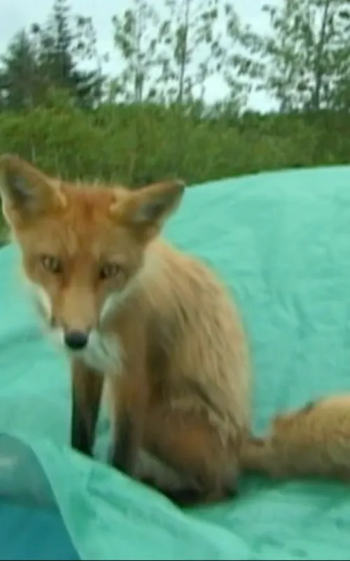 Champion the Fox