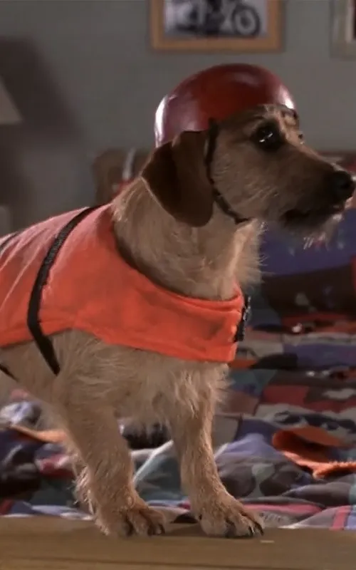 Dog