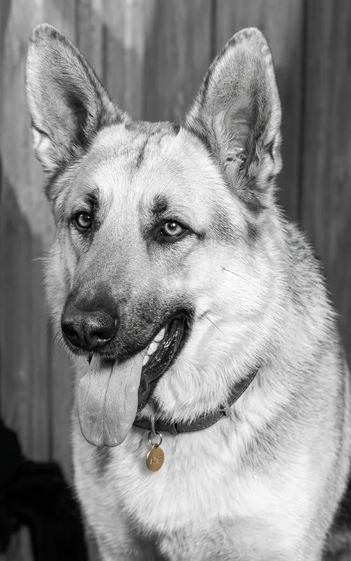 Ace the Wonder Dog