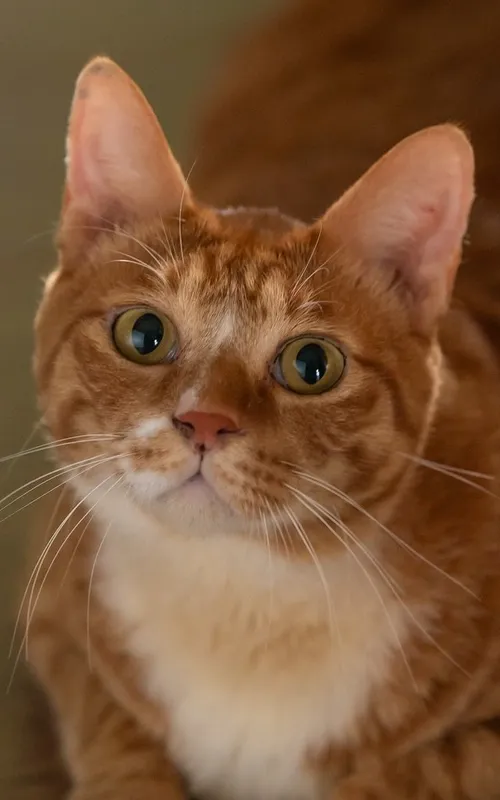 Geumdong-i