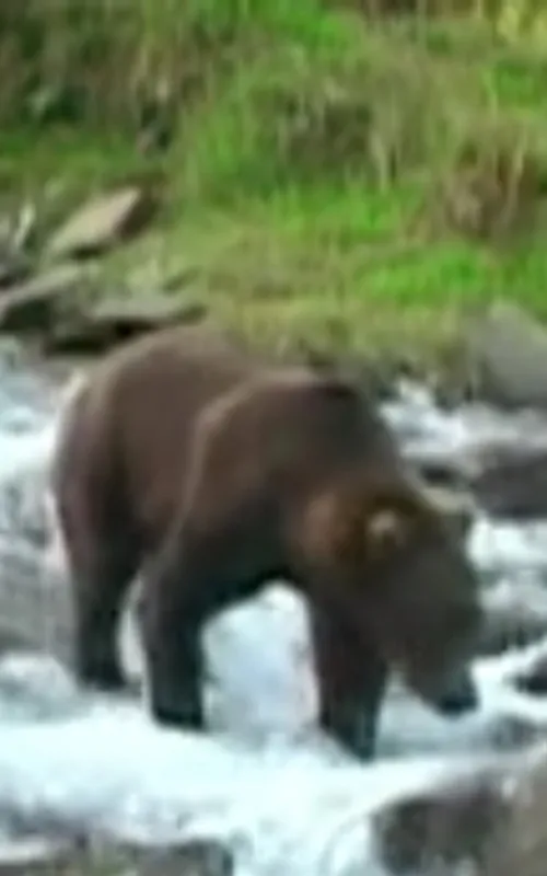 Olie the Bear