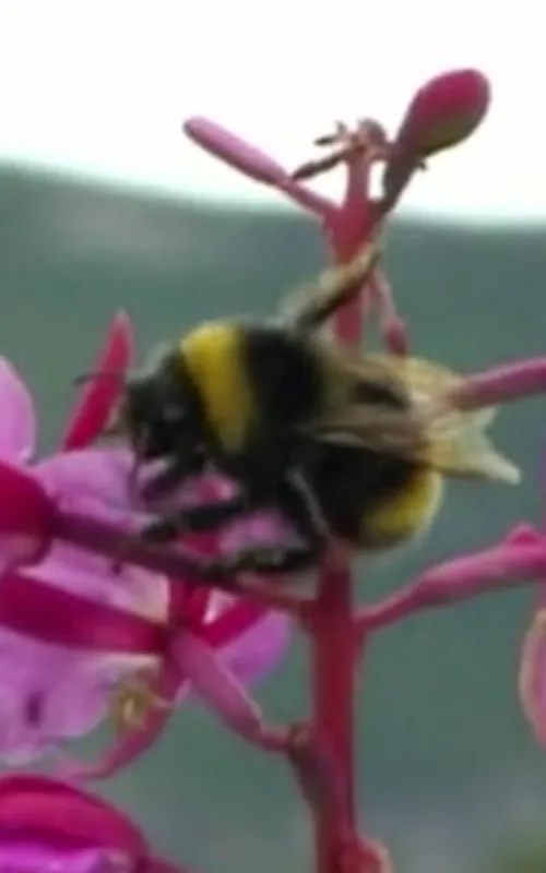 Sleeping Bumblebee