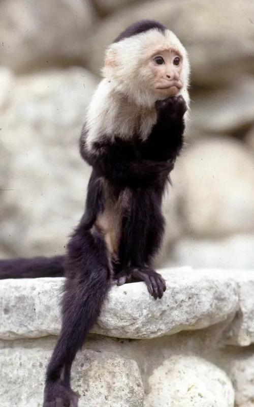 Binx the Monkey
