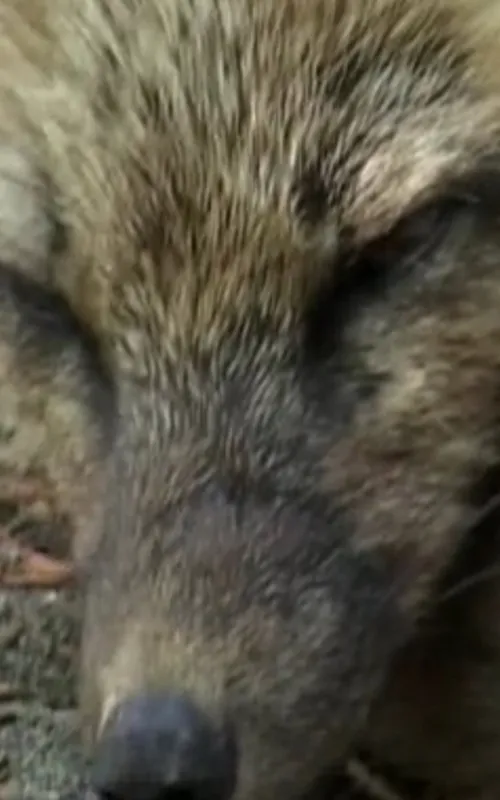 Iris the Fox