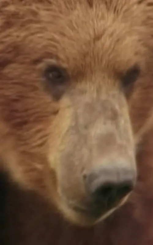 Rowdy the Bear