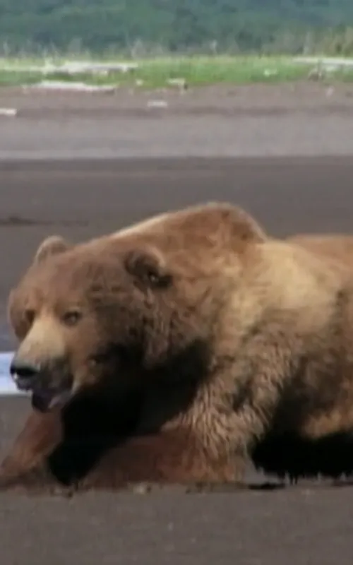 Mickey the Bear