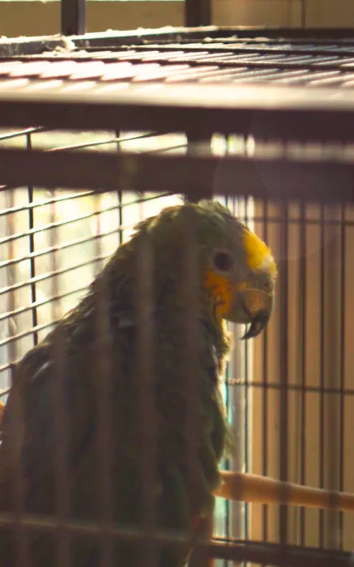 Charlie The Parrot