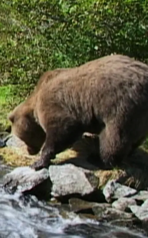 Downey the Bear