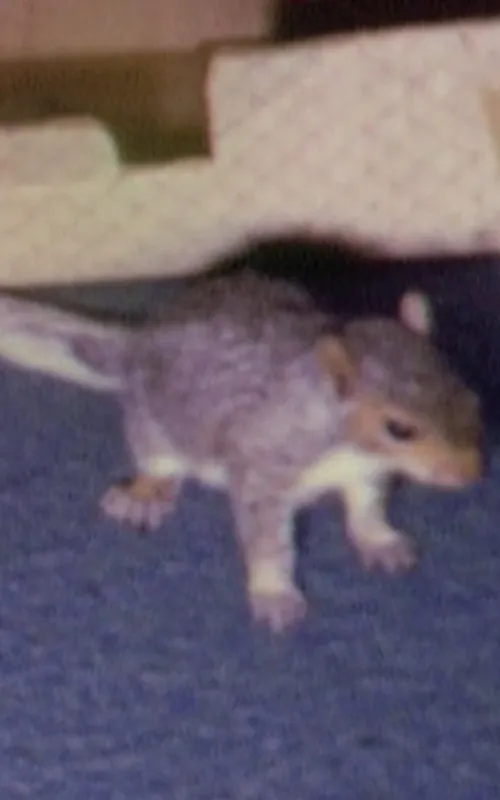 Willie the Squirrel