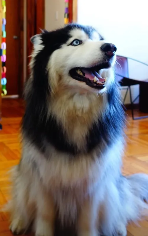 Taro
