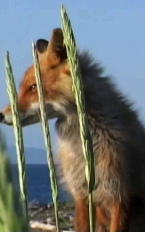 Timmy the Fox